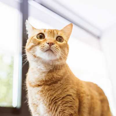 Gato